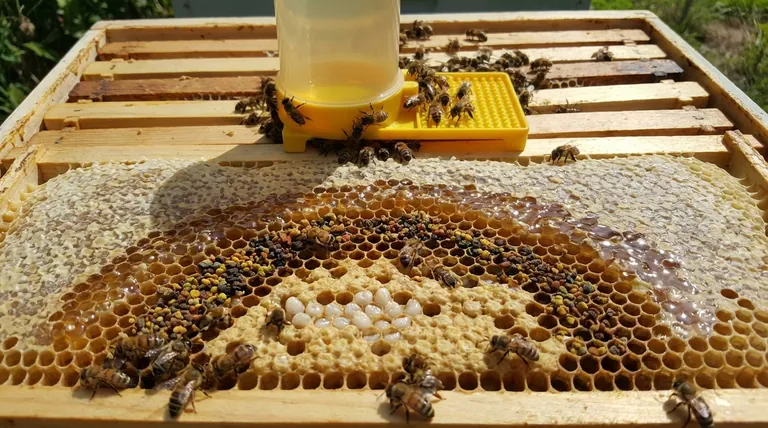 What is the importance of constructing a brood nest for bee colonies? | The Hive's Engine Room