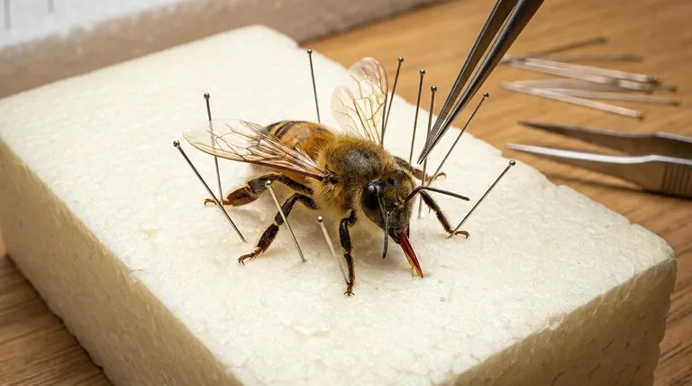How should bees be positioned on Styrofoam during the pinning process? A Guide for Display vs. Identification