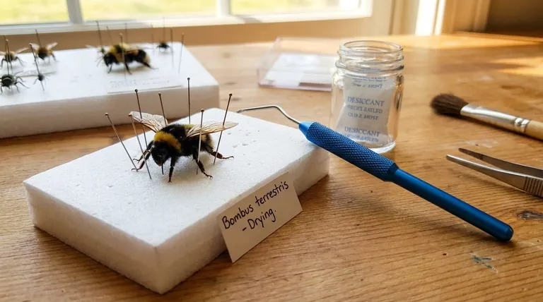 고정된 벌 표본의 권장 건조 시간은 얼마입니까? 완벽한 보존을 보장하세요