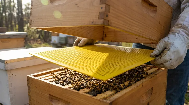 What is the purpose of using an excluder in beekeeping? A Guide to Hive Management & Honey Purity