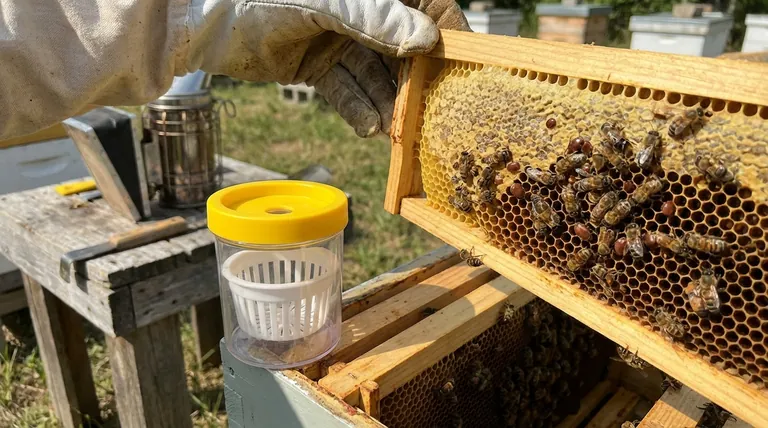 Quais são os sinais visuais de dano de ácaros do Estágio 2? Identificando Ácaros Varroa em Suas Abelhas