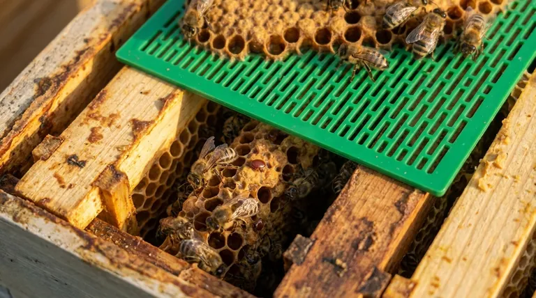 What is Deformed Wing Virus (DWV)? A Critical Sign of Varroa Mite Infestation