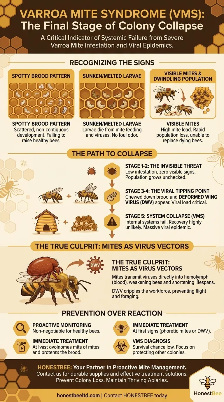 What is Varroa Mite Syndrome (VMS)? Recognize the Final Stage of Colony Collapse Visual Guide