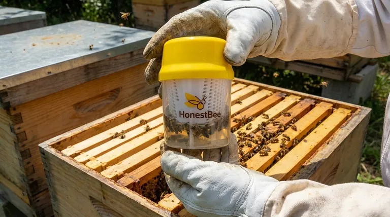 What are phoretic mites and where are they typically found on bees? A Guide to Identifying and Managing Varroa Mites