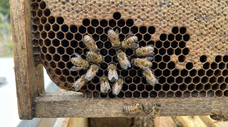 Qu'indique qu'une colonie d'abeilles est morte de faim plutôt que de pillage ? Décryptez les signes critiques