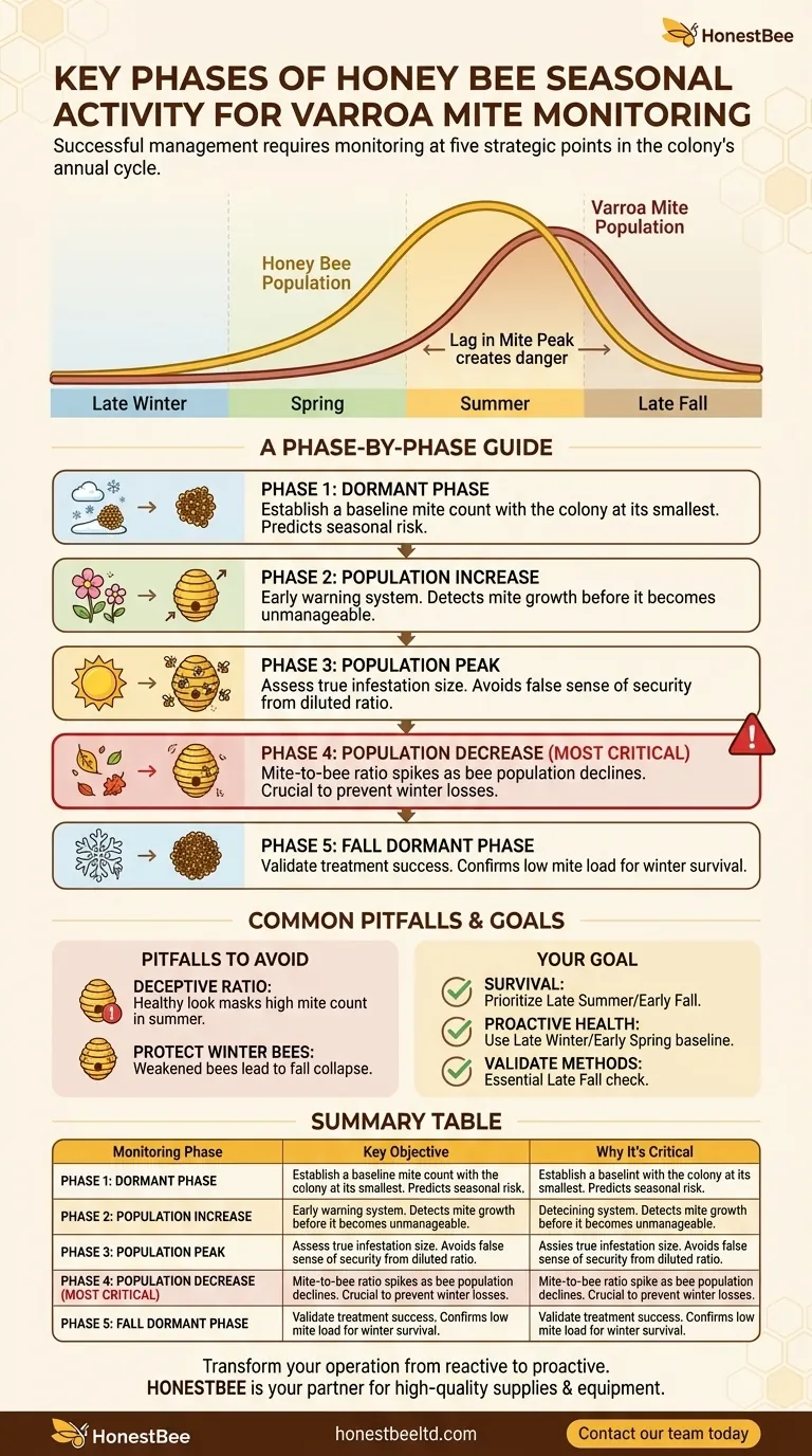 Quais são as fases chave da atividade sazonal das abelhas melíferas que exigem o monitoramento de ácaros? Uma Estratégia Proativa para Colmeias Saudáveis Guia Visual