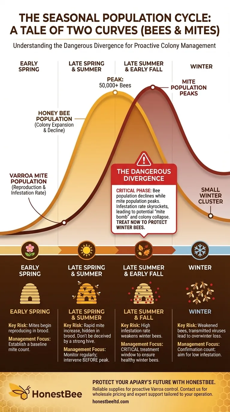 Wie verändern sich die Milbenpopulationen mit den Bienenvölkern? Meistern Sie den saisonalen Zyklus, um Ihre Völker zu retten Visuelle Anleitung