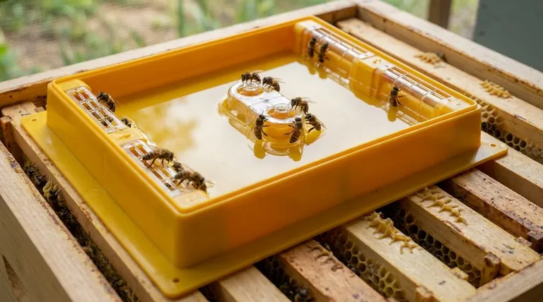 ما هي طرق تغذية النحل بشراب السكر؟ دليل للتغذية الآمنة والفعالة