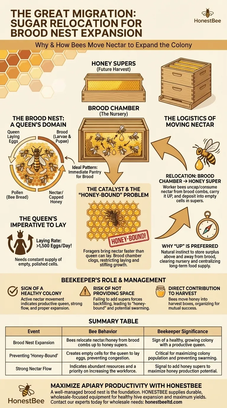 What happens to sugar stored in brood nest combs during brood nest expansion? The Key to Healthy Hive Growth Visual Guide