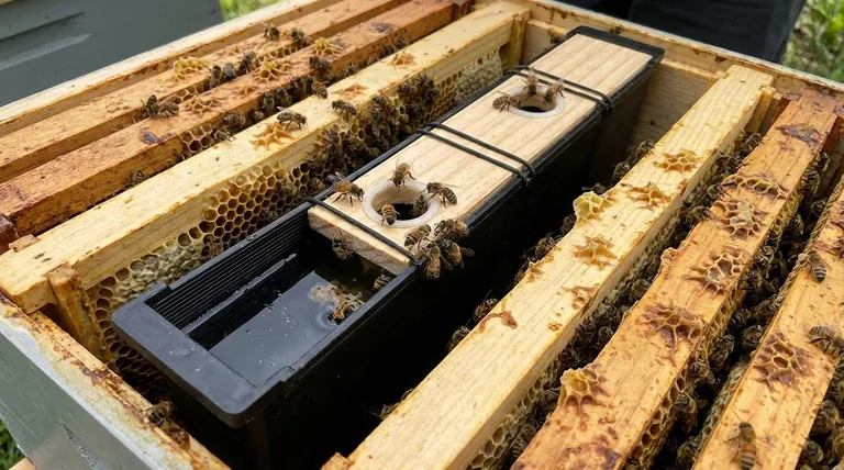 Каковы преимущества использования рамочной кормушки? Улучшите здоровье улья с помощью внутриульевого кормления