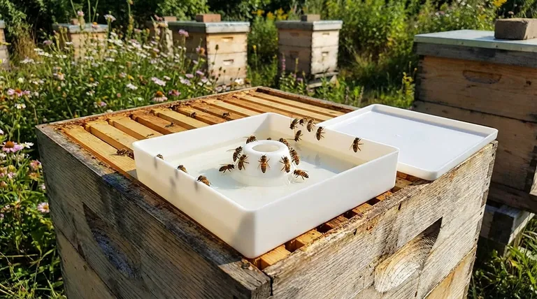 Quelles caractéristiques font des nourrisseurs par le haut un choix fiable pour les apiculteurs ? Un guide pour une nutrition des ruches sûre et efficace