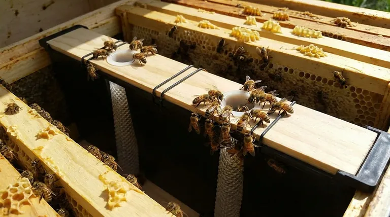 Comment les nourrisseurs à cadre empêchent-ils les abeilles de se noyer ? Conception de sécurité essentielle pour des ruches saines