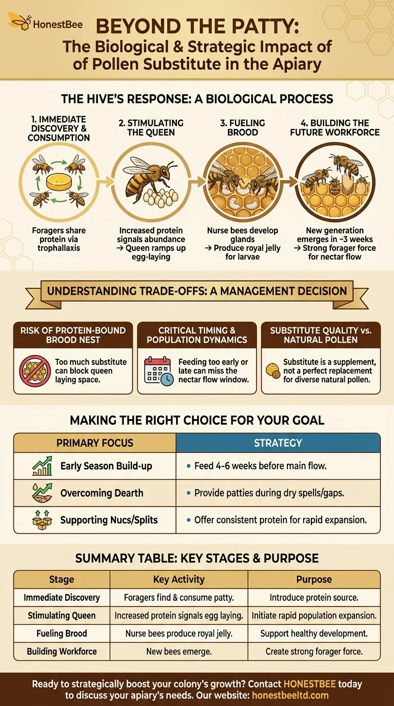 What happens after the pollen substitute is placed in the apiary? Stimulate Brood Production for a Stronger Hive Visual Guide