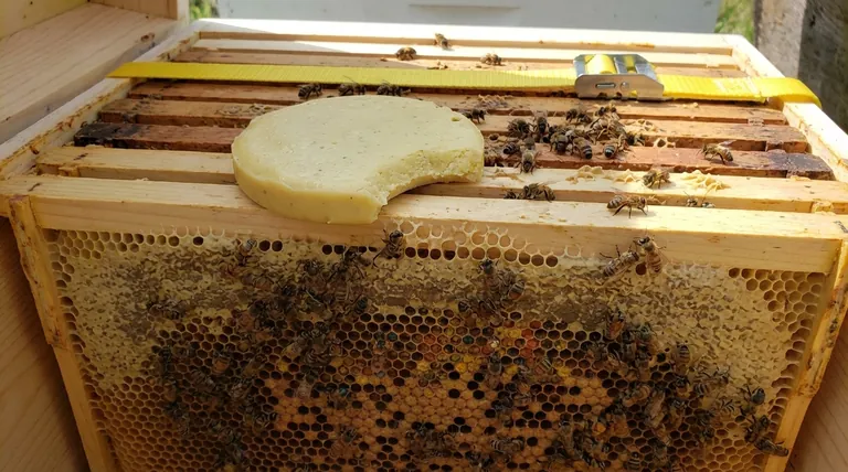 What type of patties were used in the trial? The Surprising Truth About Bee Feeding Behavior