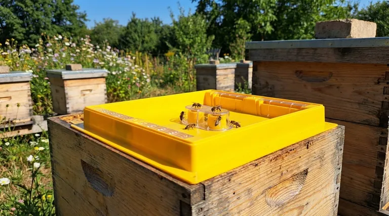 What is the easiest method for feeding honey bees? Start with a Simple Mason Jar Feeder