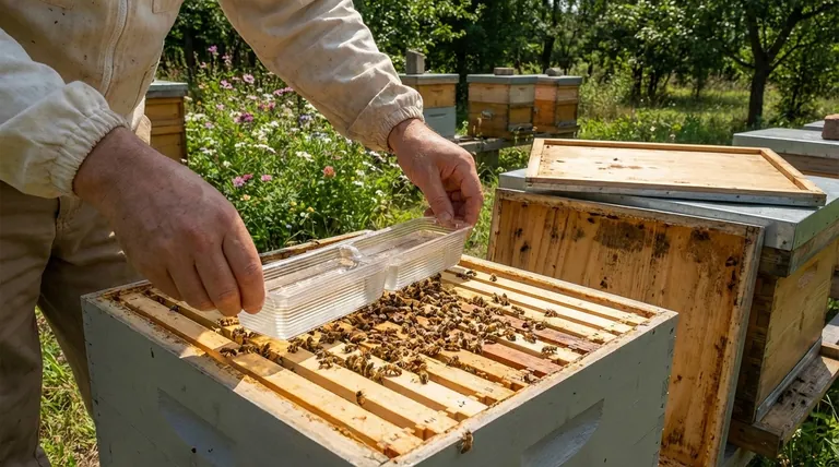 What are the benefits of feeding bees inside the hive? Maximize Colony Health & Security
