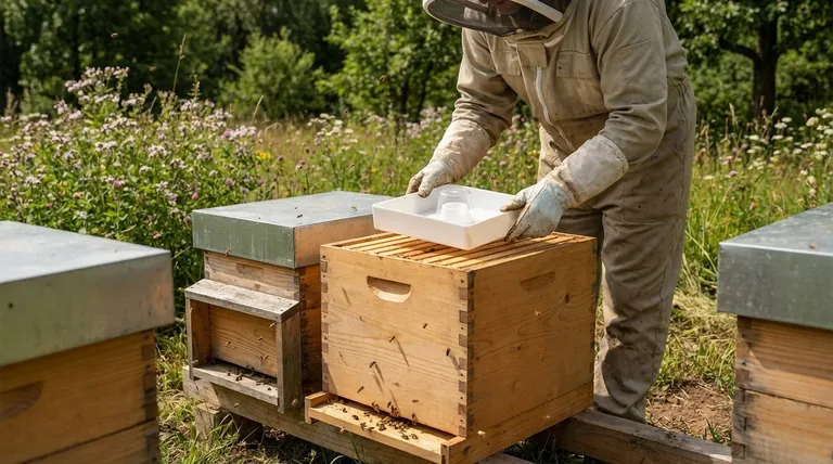 What are some potential causes for a bee colony to run short of food stores? Protect Your Hive from Starvation