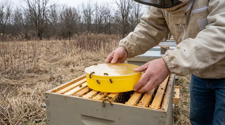 ما هو الغرض من إطعام النحل لفترة قصيرة؟ دليل استراتيجي لبقاء الخلية