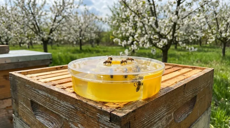 Quel est le ratio sucre/eau recommandé pour l'alimentation de printemps ? Utilisez un ratio de 1:1 pour stimuler la croissance de la ruche