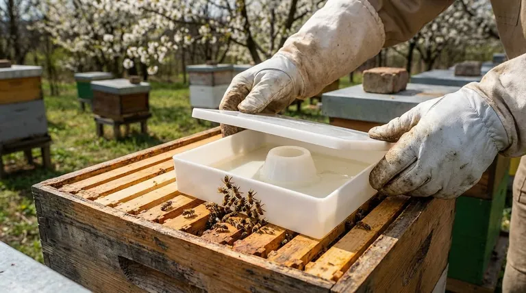 Pourquoi les apiculteurs nourrissent-ils les abeilles avec de l'eau sucrée plutôt qu'avec du miel ? La clé de ruches saines et sûres