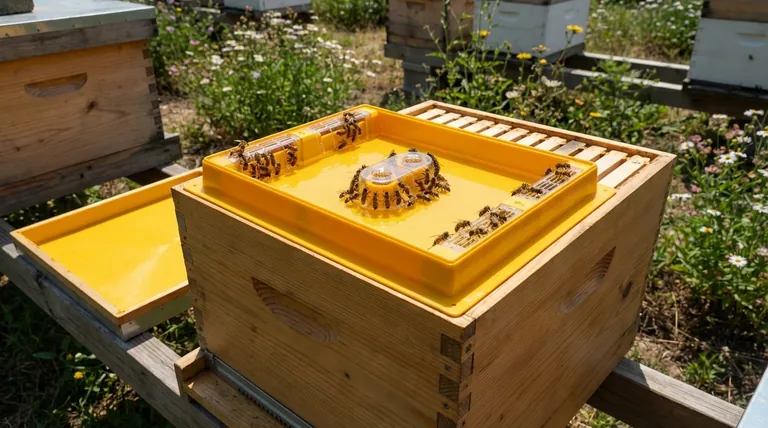 使用顶部喂食器(Top Feeders)喂养蜜蜂有哪些优点?最大化喂养效率和蜂群安全