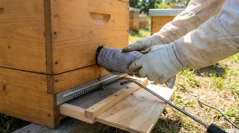 Wie sollte der Bienenvolk-Eingang vorbereitet werden, bevor der Verdampferstab eingeführt wird? Gewährleistung einer maximalen Varroamilbenkontrolle