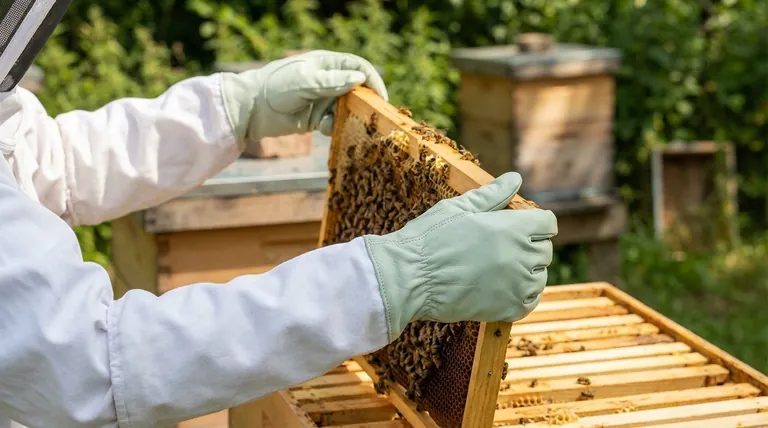 Quels aspects les apiculteurs doivent-ils considérer concernant l'ajustement des gants d'apiculture ? Assurer la sécurité et la dextérité