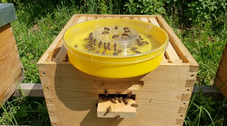 What should be done after moving the bees to the new hive? Essential Post-Transfer Care Guide