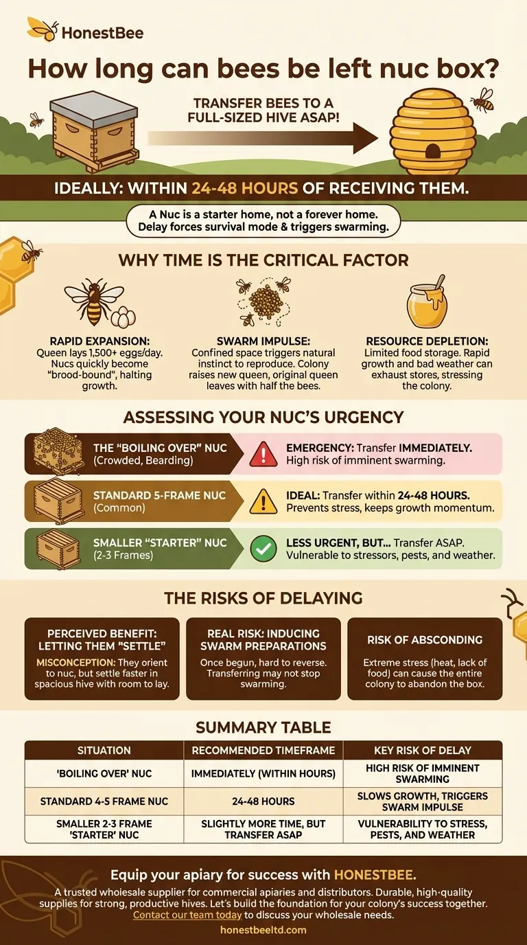 Por quanto tempo as abelhas podem ser deixadas em uma caixa nuc? Garanta o sucesso da sua colônia Guia Visual
