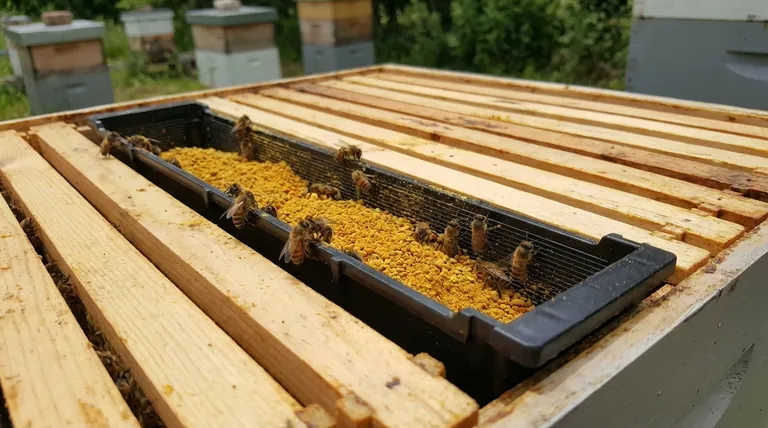 What are the benefits of feeding dry pollen instead of patties? Boost Apiary Health with Less Labor