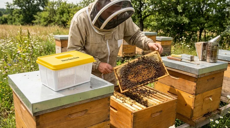 Что следует делать пчеловодам, если они замечают сокращение размера колонии? Руководство по диагностике в 3 шага