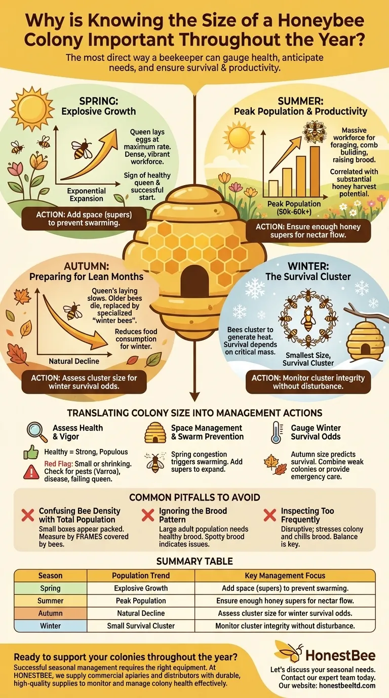 Why is knowing the size of a honeybee colony important throughout the year? Master Seasonal Management Visual Guide