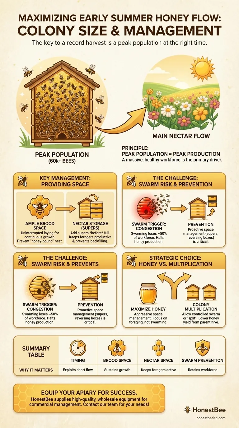 What should be considered regarding colony size during the nectar flow in early summer? Maximize Your Honey Harvest Visual Guide