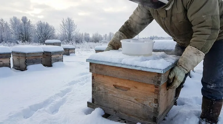 Why is it important to monitor food stores in bee colonies during winter? Prevent Starvation and Ensure Survival