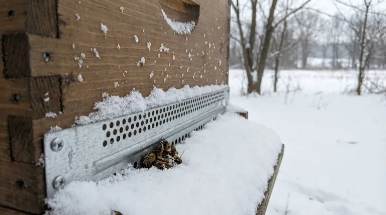 Why are mouse guards important in winter? Protect Your Hive from Rodent Destruction