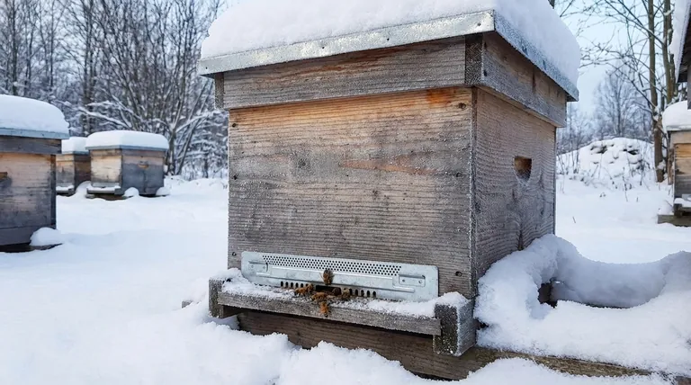 冬季缩小蜂箱入口有什么好处？蜂场的关键冬季保护措施