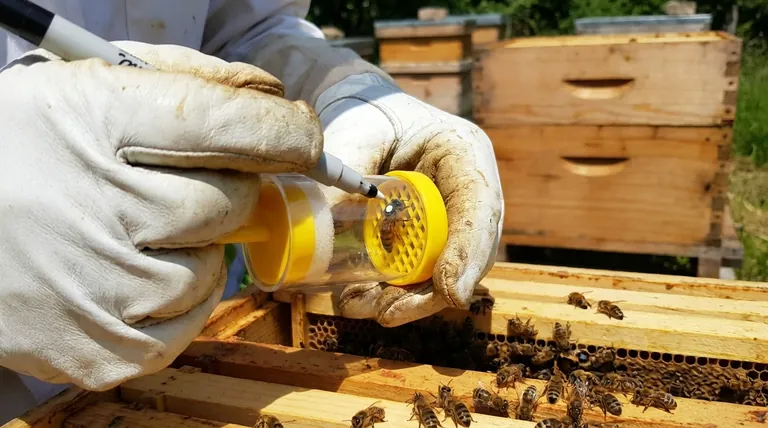 Quel est le meilleur moment pour marquer une reine abeille ? Assurez le succès de la colonie avec un timing approprié