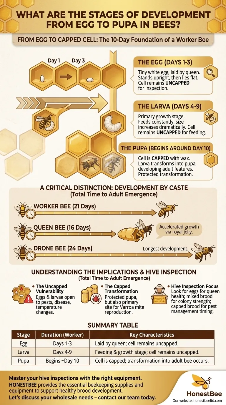 What are the stages of development from egg to pupa in bees? A Guide to Bee Metamorphosis Visual Guide