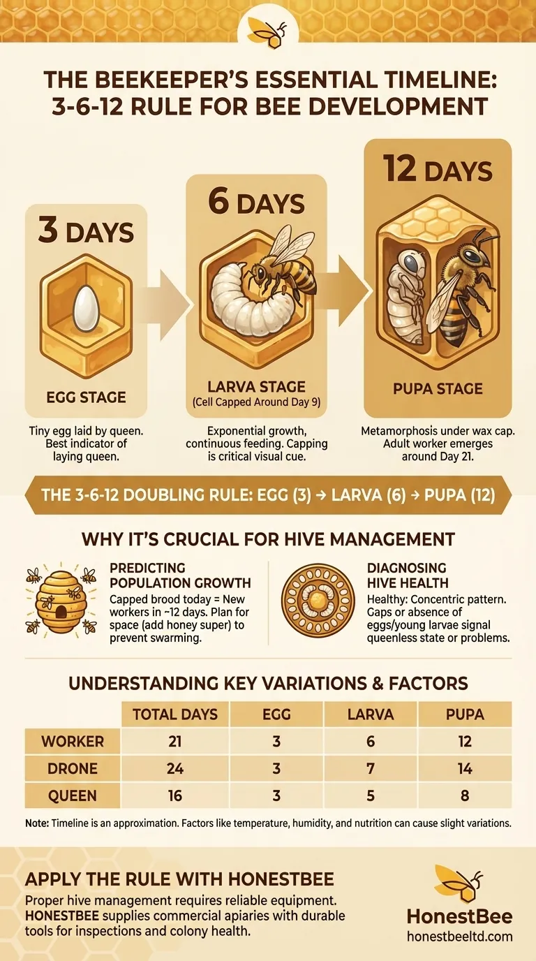 كيف يمكن لمربي النحل تذكر الجدول الزمني لتطور النحل من البيضة إلى الخادرة؟ استخدم قاعدة 3-6-12. دليل مرئي