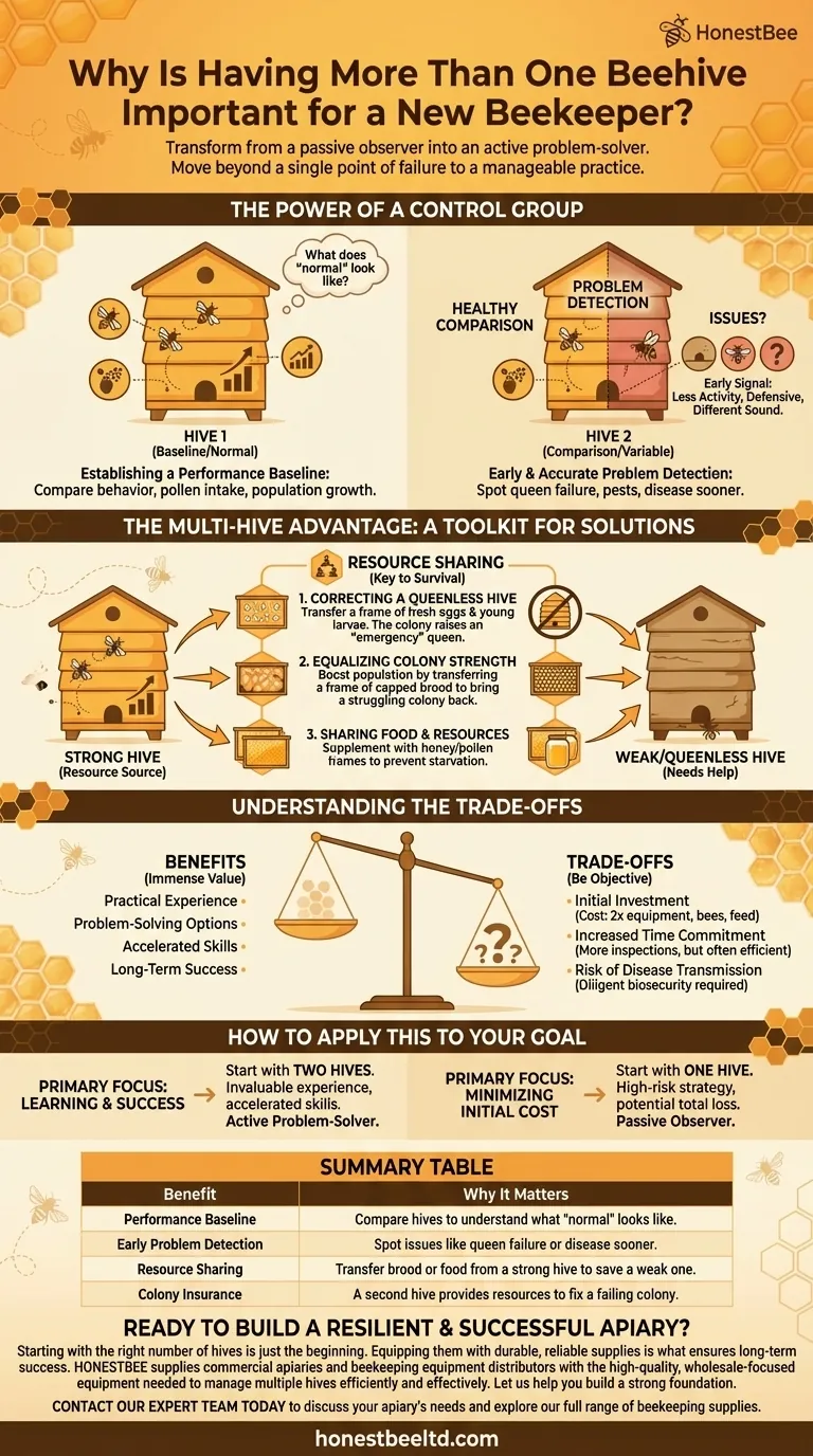 Why is having more than one beehive important for a new beekeeper? Unlock Success with Dual-Hive Management Visual Guide