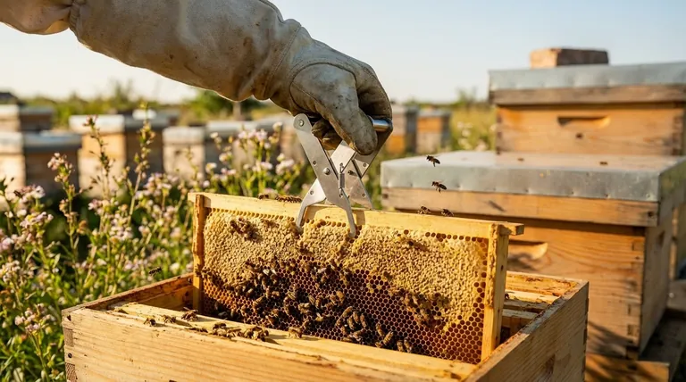 لماذا تعتبر ماسكة الإطارات مهمة لمربي النحل؟ تحقيق تحكم آمن بيد واحدة في الإطار