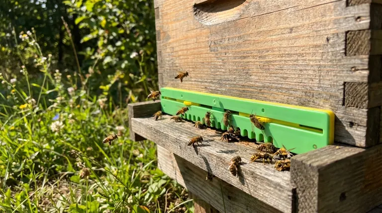 كيف يساعد مخفض مدخل الخلية مستعمرة النحل؟ أداة رئيسية للدفاع عن الخلية وصحتها