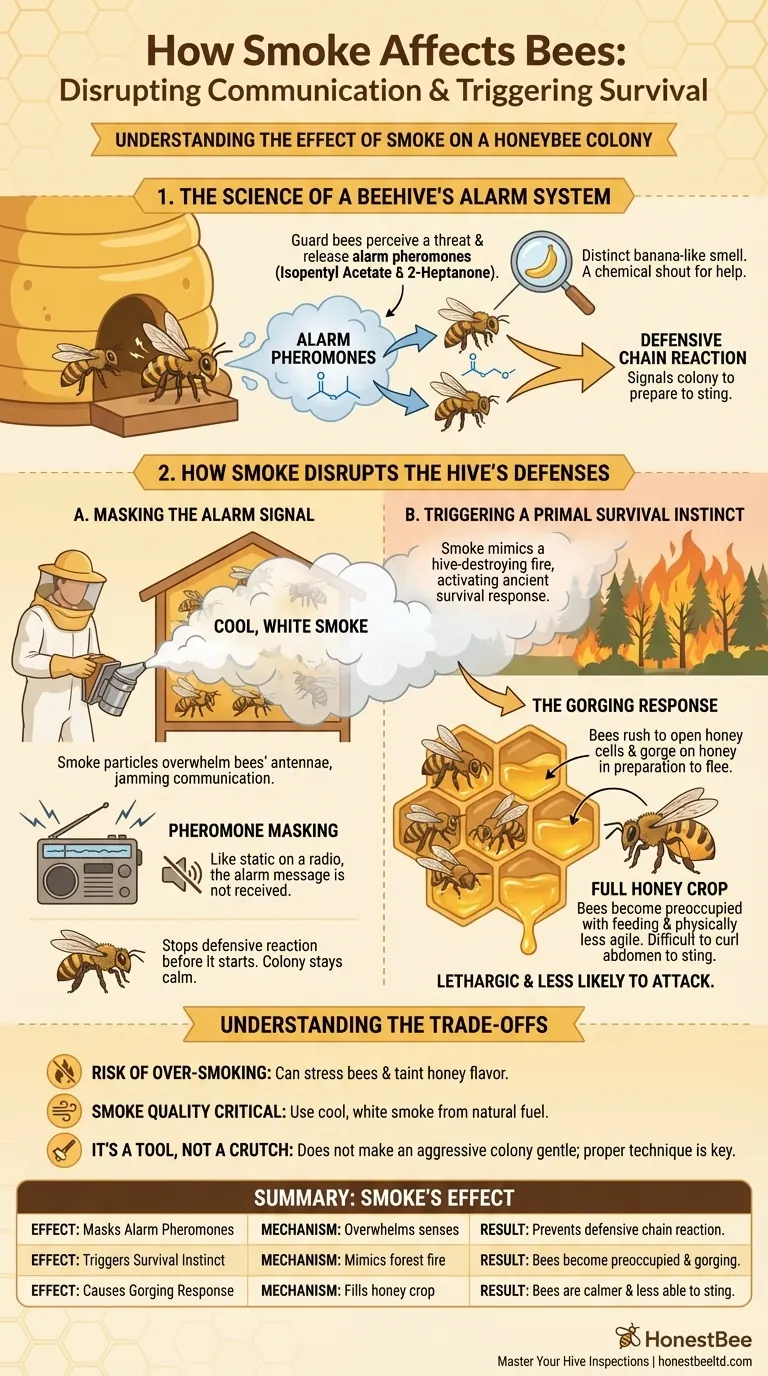 How does smoke affect bees in a hive? A Strategic Guide to Calming Your Colony Visual Guide