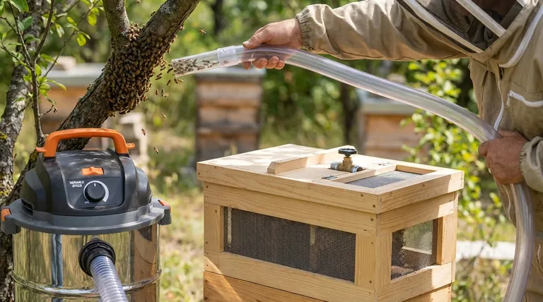 How does a bee vacuum work? Master Gentle, Humane Bee Removal Techniques