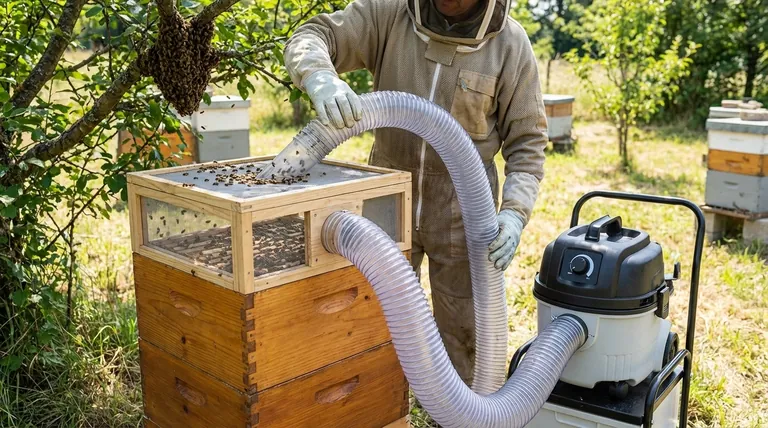 ما هي المكونات الرئيسية لمكنسة النحل؟ دليل لجمع النحل بأمان وإنسانية