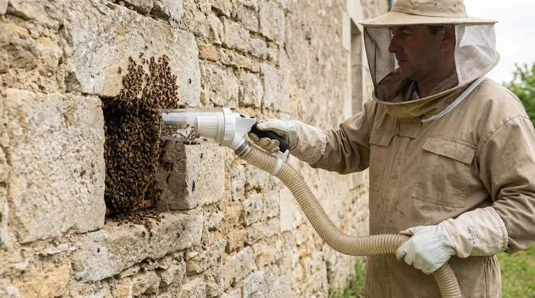 벌 진공청소기는 벌을 재배치하는 데 어떻게 유용할 수 있습니까? 접근하기 어려운 장소에서 군집을 안전하게 제거