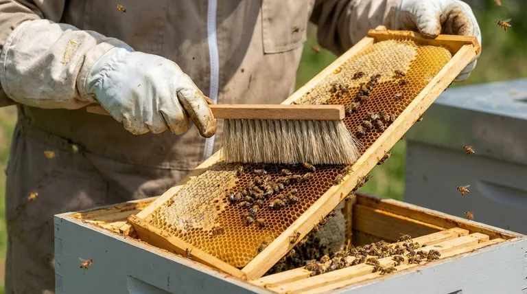 양봉가들은 고품질 헤어 브러시의 디자인에 대해 무엇을 기대해야 할까요? 부드러운 벌 브러시를 위한 필수 기능