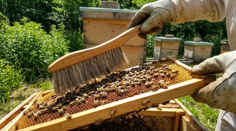 Como o uso de uma escova de abelhas beneficia os apicultores e a colmeia? Obtenha um Manejo Suave e Sem Estresse da Colmeia