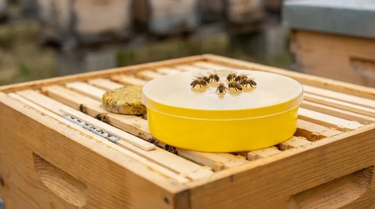 프레임을 옮긴 후 군집에 먹이를 주는 것의 이점은 무엇입니까? 벌통 회복 및 성장을 가속화합니다.