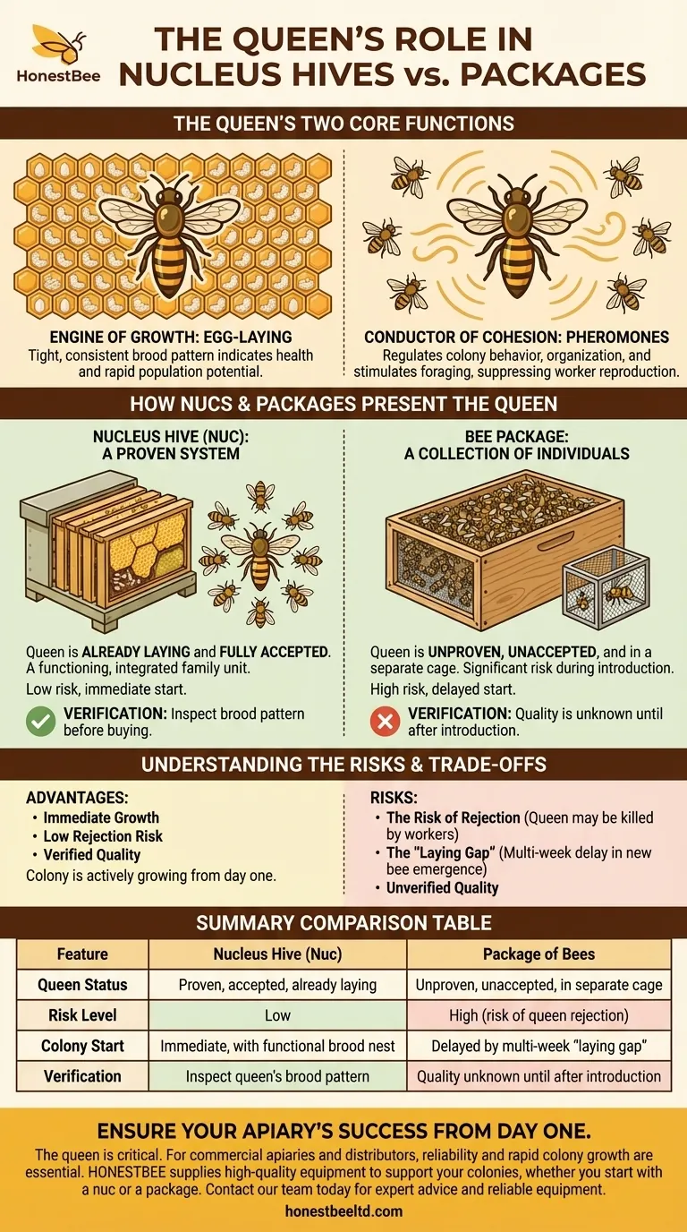 핵군 또는 벌통 패키지에서 여왕벌은 어떤 역할을 할까요? 성공적인 군집 시작의 열쇠 시각적 가이드